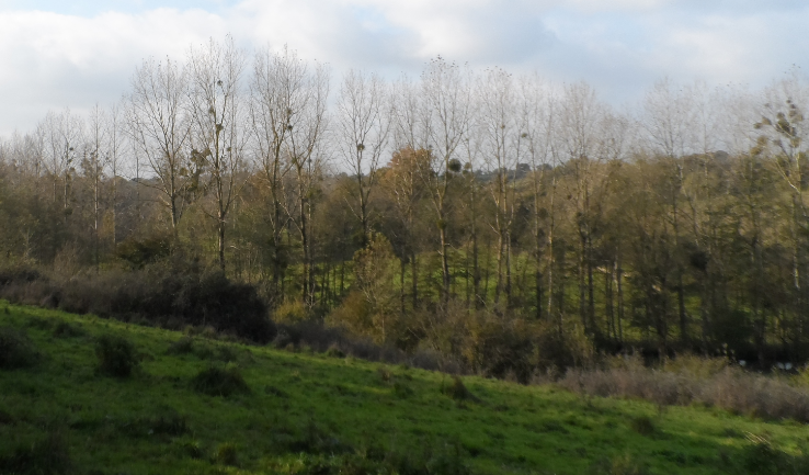 peupleraie à Mazière sur Béronne