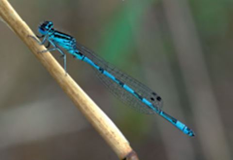Agrion de mercure Agrion de mercure