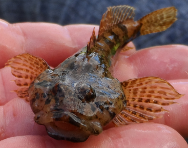 Chabot (photo SMBB, 2013) Chabot