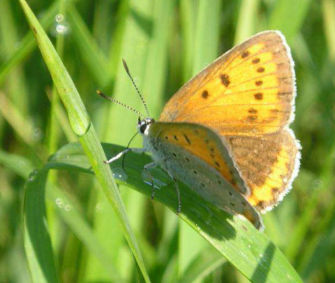 Cuivré des marais Cuivré des marais