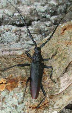 Grand Capricorne Grand Capricorne