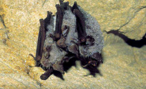 Grand Murin Grand Murin