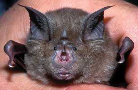 Grand Rhinolophe Grand Rhinolophe