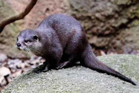 Loutre d'Europe Loutre d'Europe