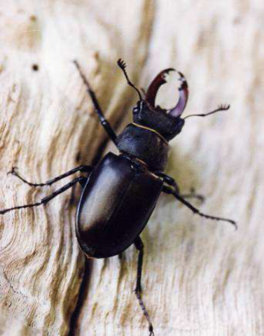 Lucane cerf-volant Lucane cerf-volant