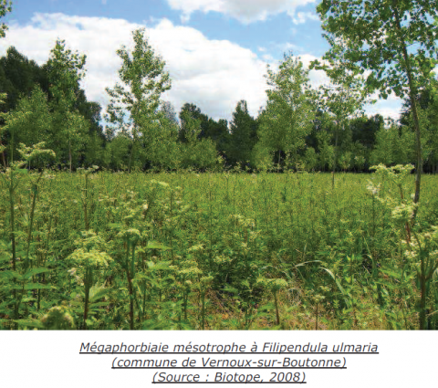 Prairie à mégaphorbiaie