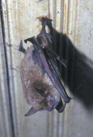 Murin à oreilles échancrées Murin à oreilles échancrées