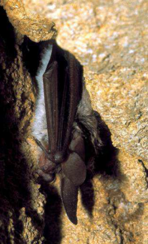 Murin de Bechstein Murin de Bechstein