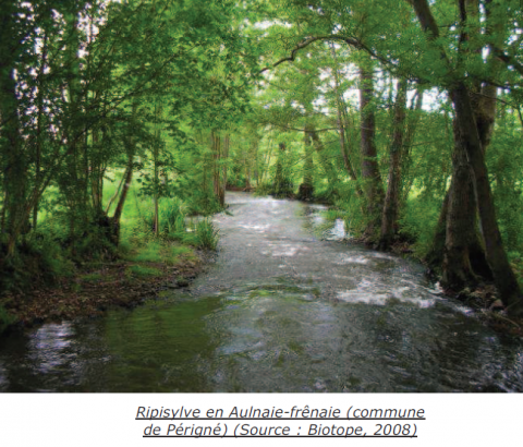 Ripisylve à aulnes et frênes