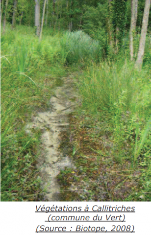 Rivière à callitriche