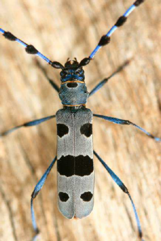Rosalie de Alpes Rosalie de Alpes
